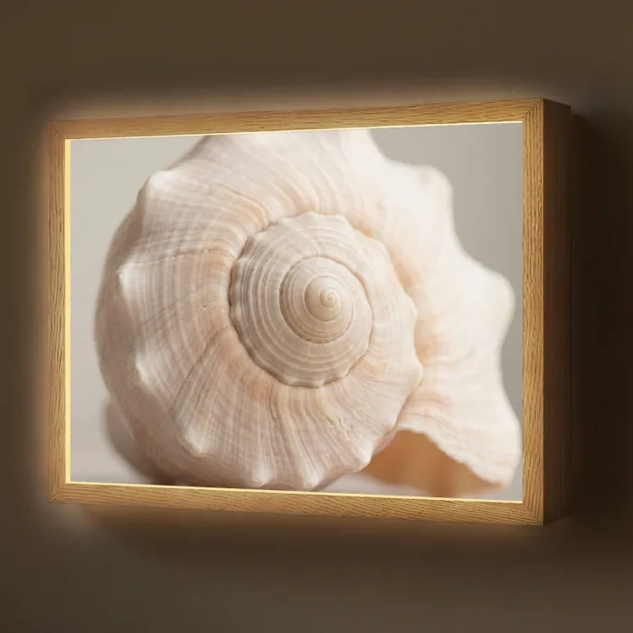 Schelp - Detail - Beige Light Box met batterij (Wandlamp) middel -z3d_website