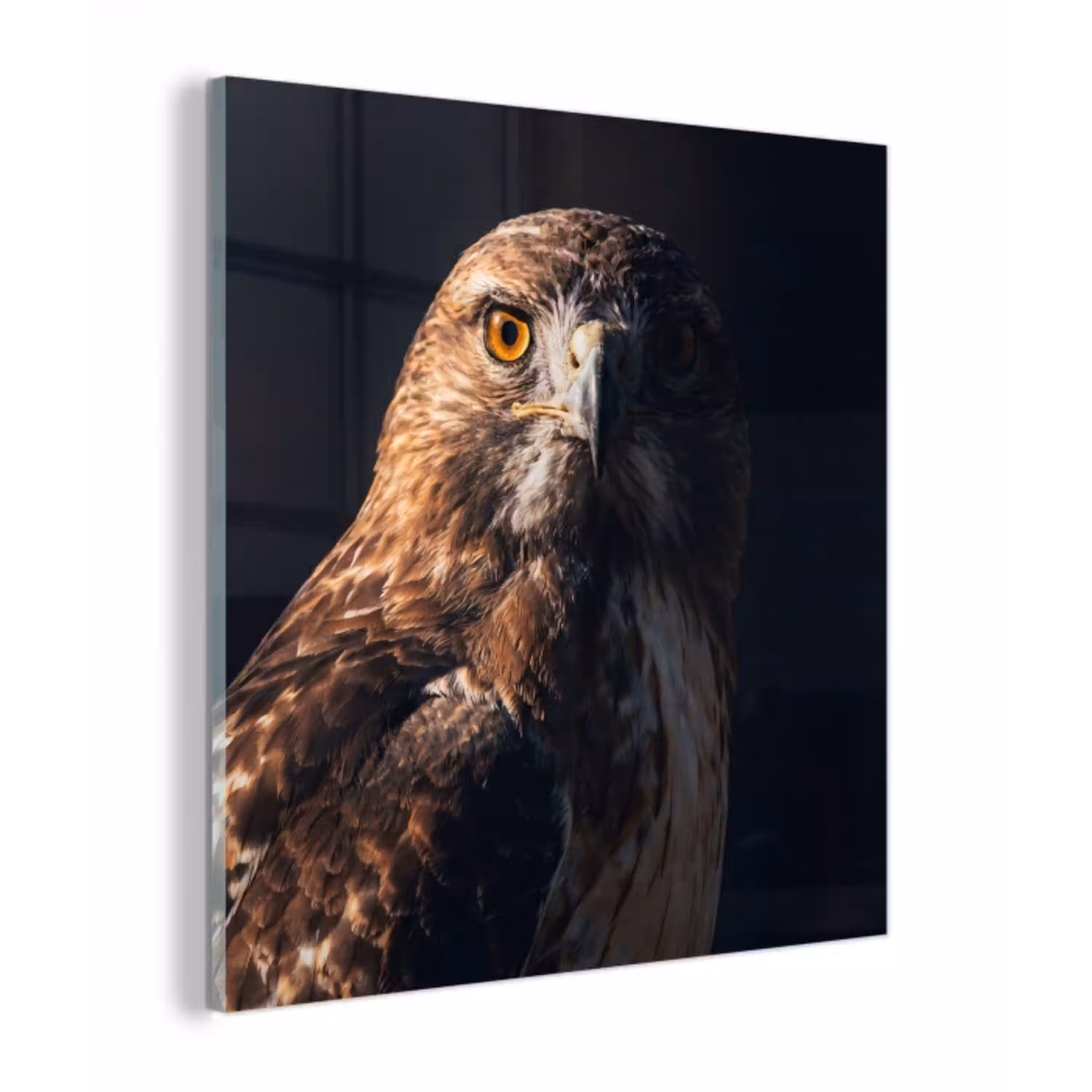Roofvogel - Buizerd - Bruin plexiglas 5mm klein -z3d