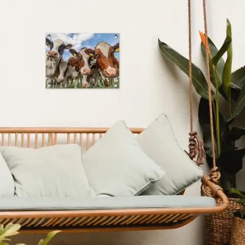 Bruin-witte koeien in de wei tuinposter los doek klein -sfeer7