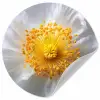 Wit - Bloem - Elegant Wandcirkel behangsticker klein -3d