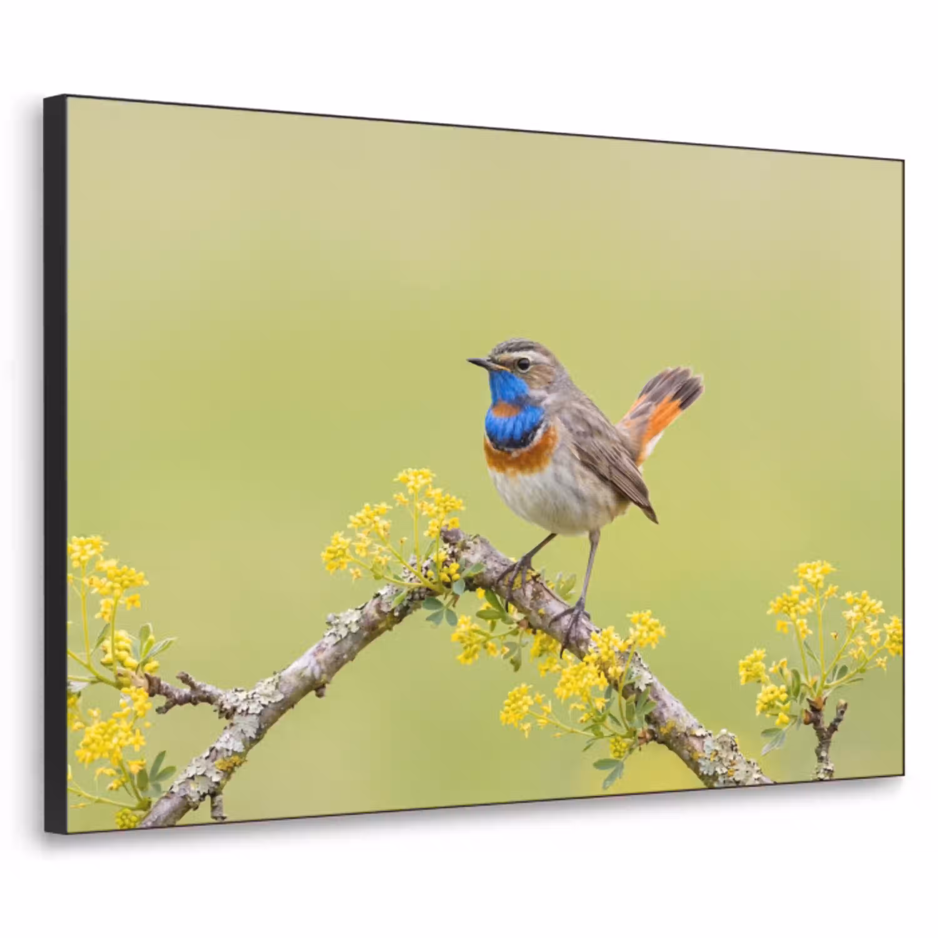 Vogel - Tak - Natuur - Kleurrijk Textielframe zwart klein -3d