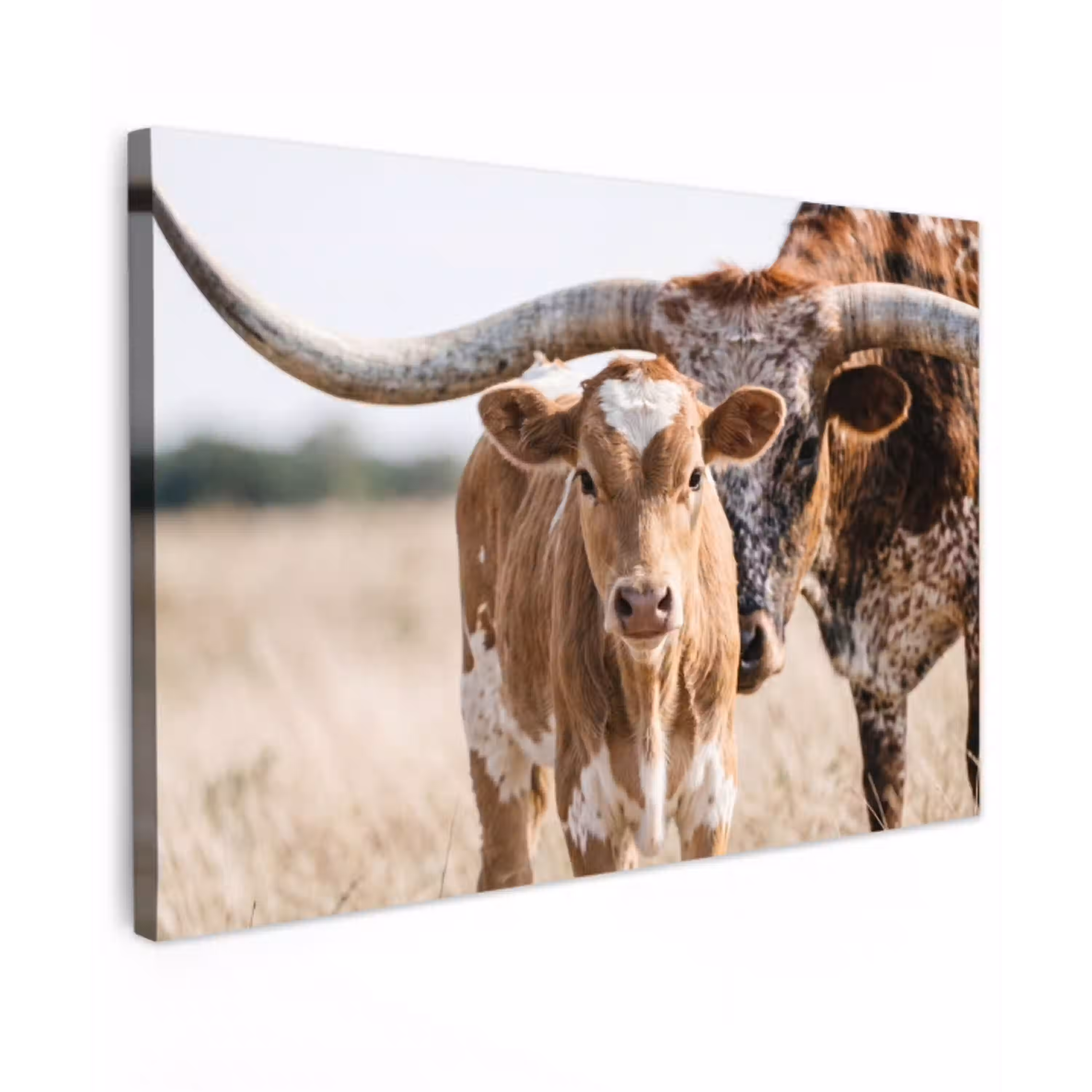 Texas Longhorn - Kalf - Weide - Dieren Tuinposter op houten frame 2 cm dik klein -3d
