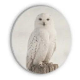 Sneeuwuil - Paal - Winter - Portret - Majestueus Akoestische PET Vilt - Rond klein -3d