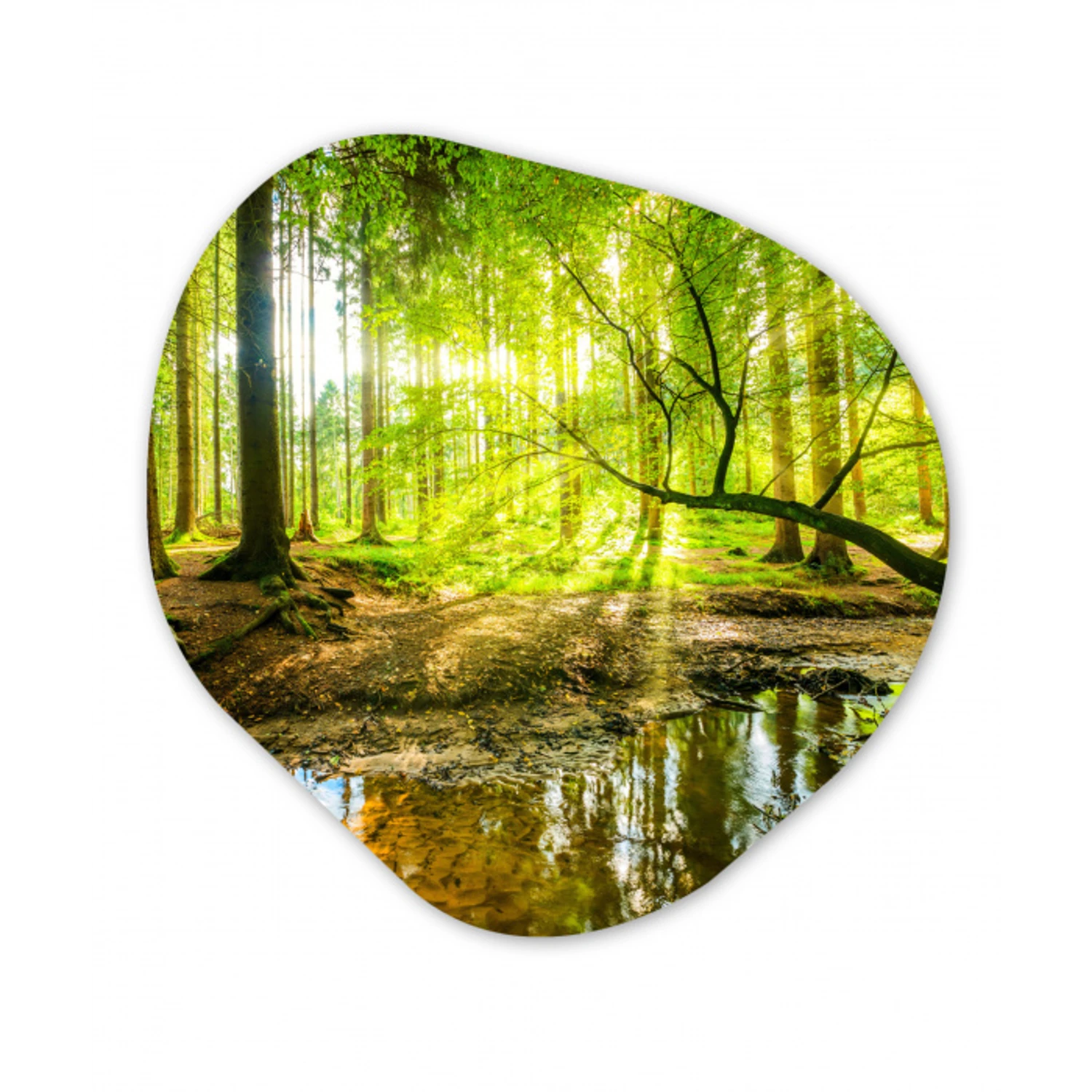 Bos - Landschap - Water - Bomen - Zon - Groen - Natuur Wandcirkel Organisch Forex 3mm klein -3d