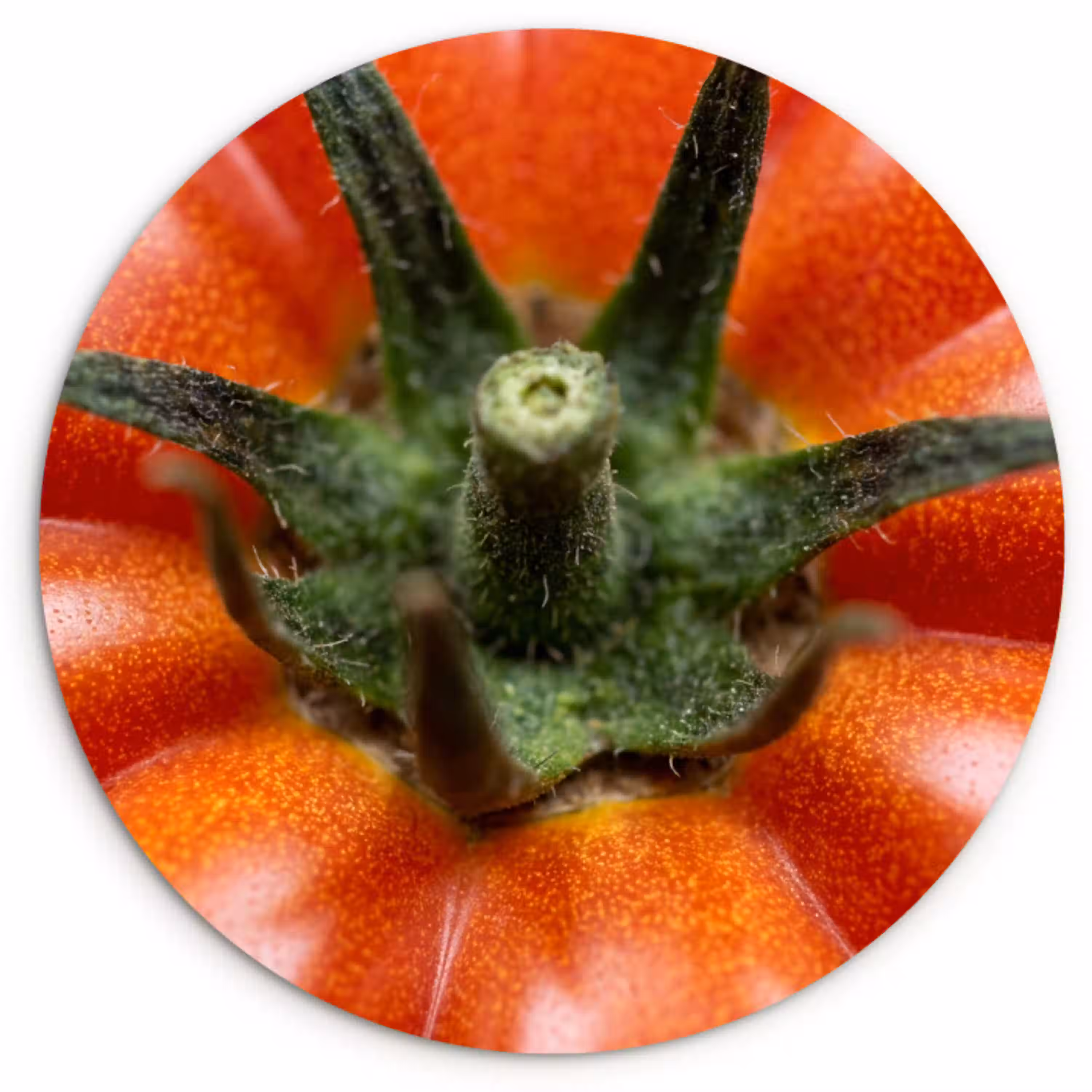 Eten - Tomaat - Rood Wandcirkel kunststof plaat 5mm dik klein -3d