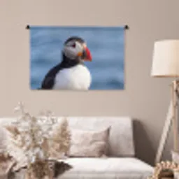 Papegaaiduiker - Portret - Natuur Wandkleed katoen middel -sfeer4