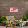 Grapefruit - Roze - Disco - Shiny Tuinposter op houten frame 2 cm dik klein -sfeer3