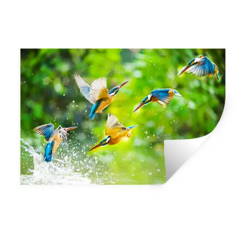 IJsvogels vliegen in het water Muursticker klein -3d