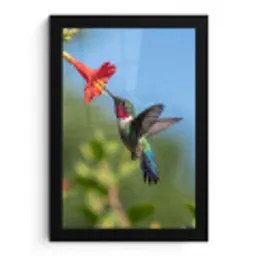 Kolibrie - Bloem - Natuur - Groen fotolijst zwart zonder passe partout klein -3d