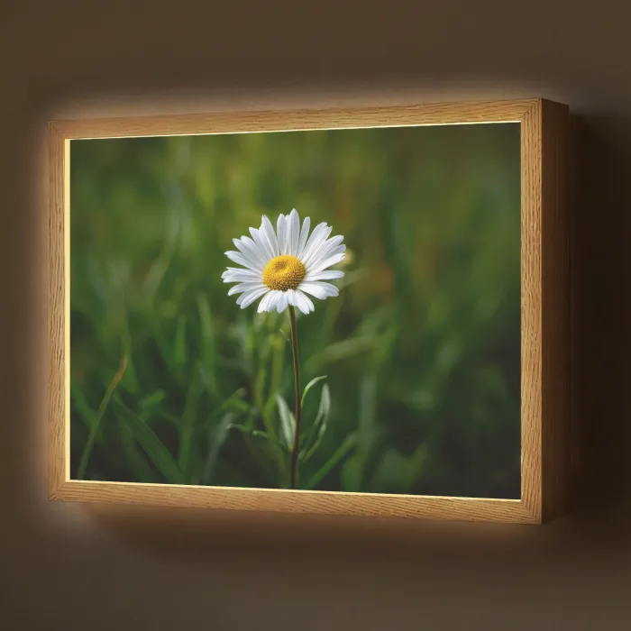 Wit - Madeliefje - Bloem - Gras Light Box met batterij (Wandlamp) middel -z3d_website