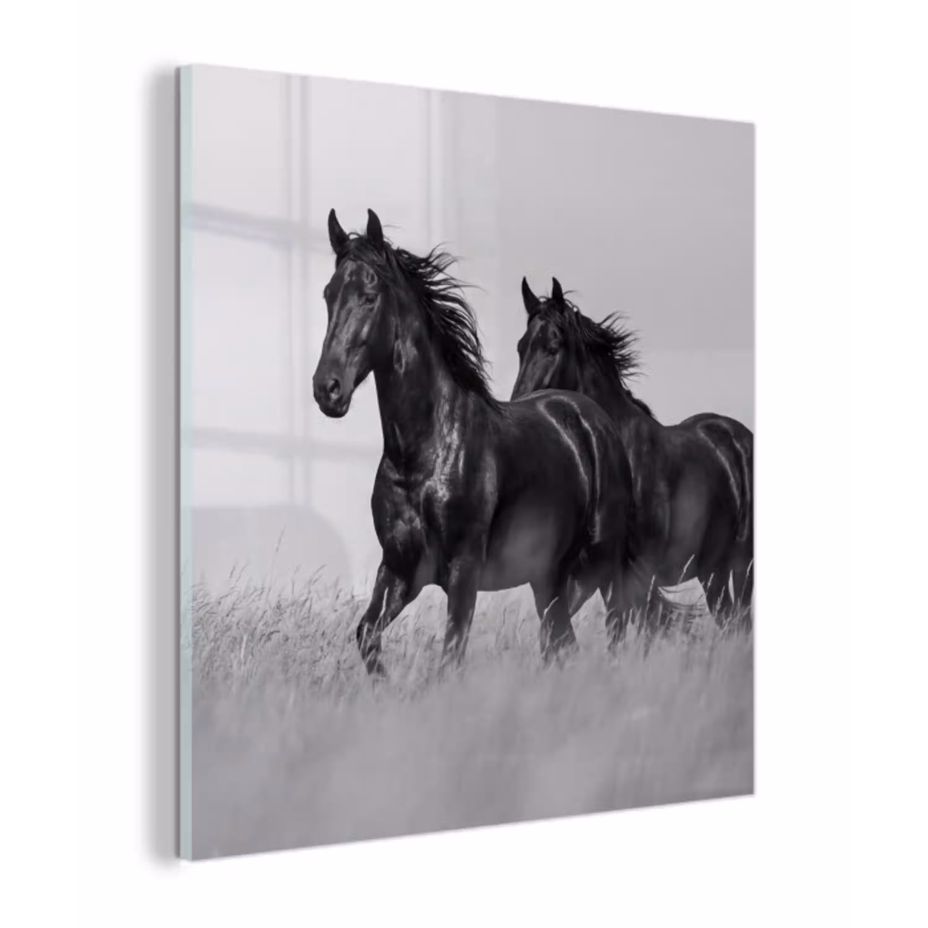 Paarden - Gras - Zwart - Wit plexiglas 5mm klein -z3d