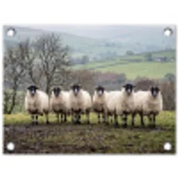 Schapen - Rij - Weide - Dieren - Platteland tuinposter los doek klein -3d