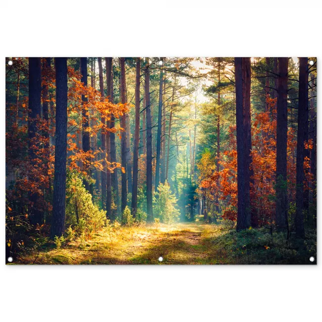 Gartenposter - Wald - Sonne - Natur - Herbst