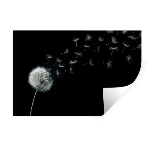 Paardenbloem - Zwart - Natuur Muursticker klein -3d