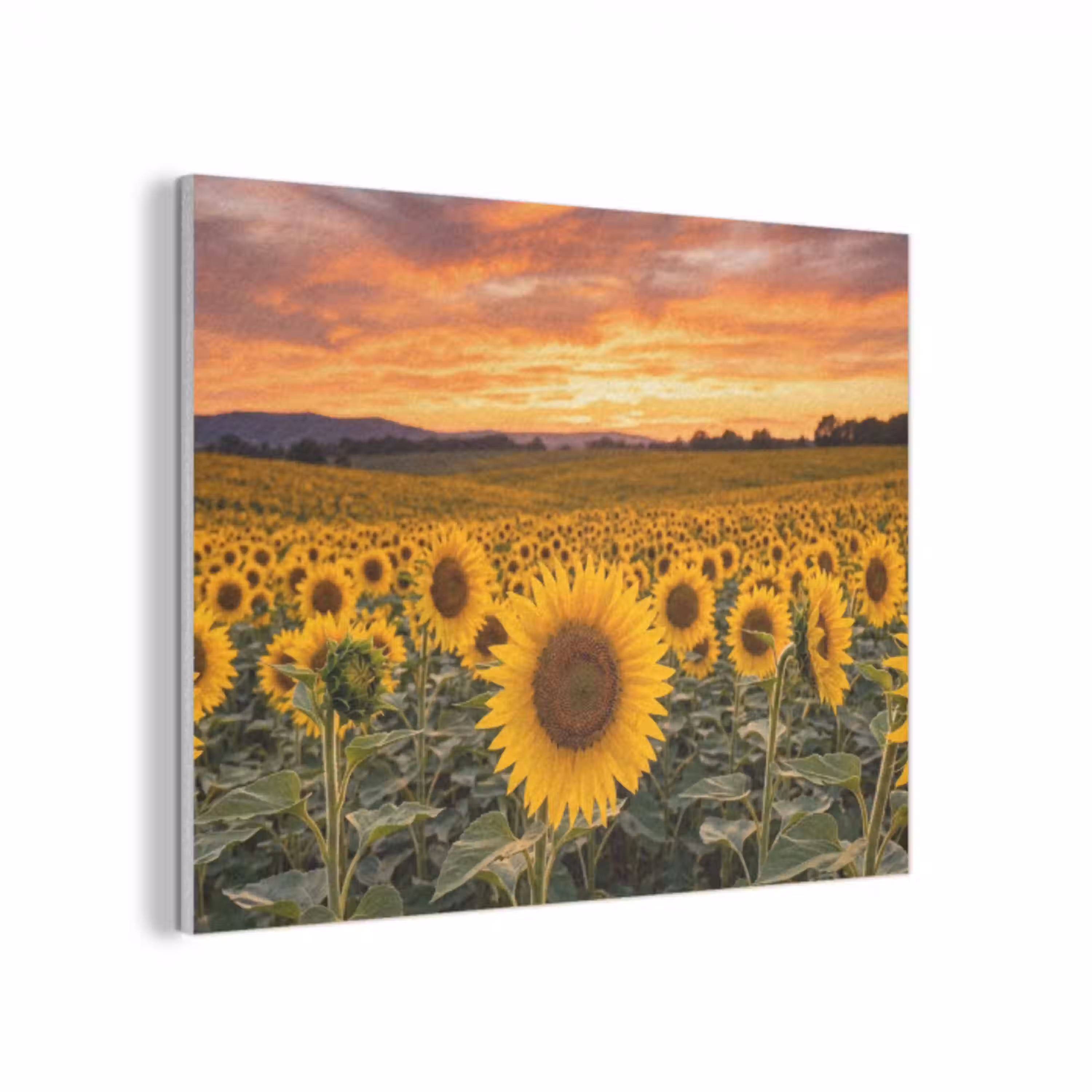 Zonnebloemen - Heuvellandschap - Geel PET vilt klein -3d