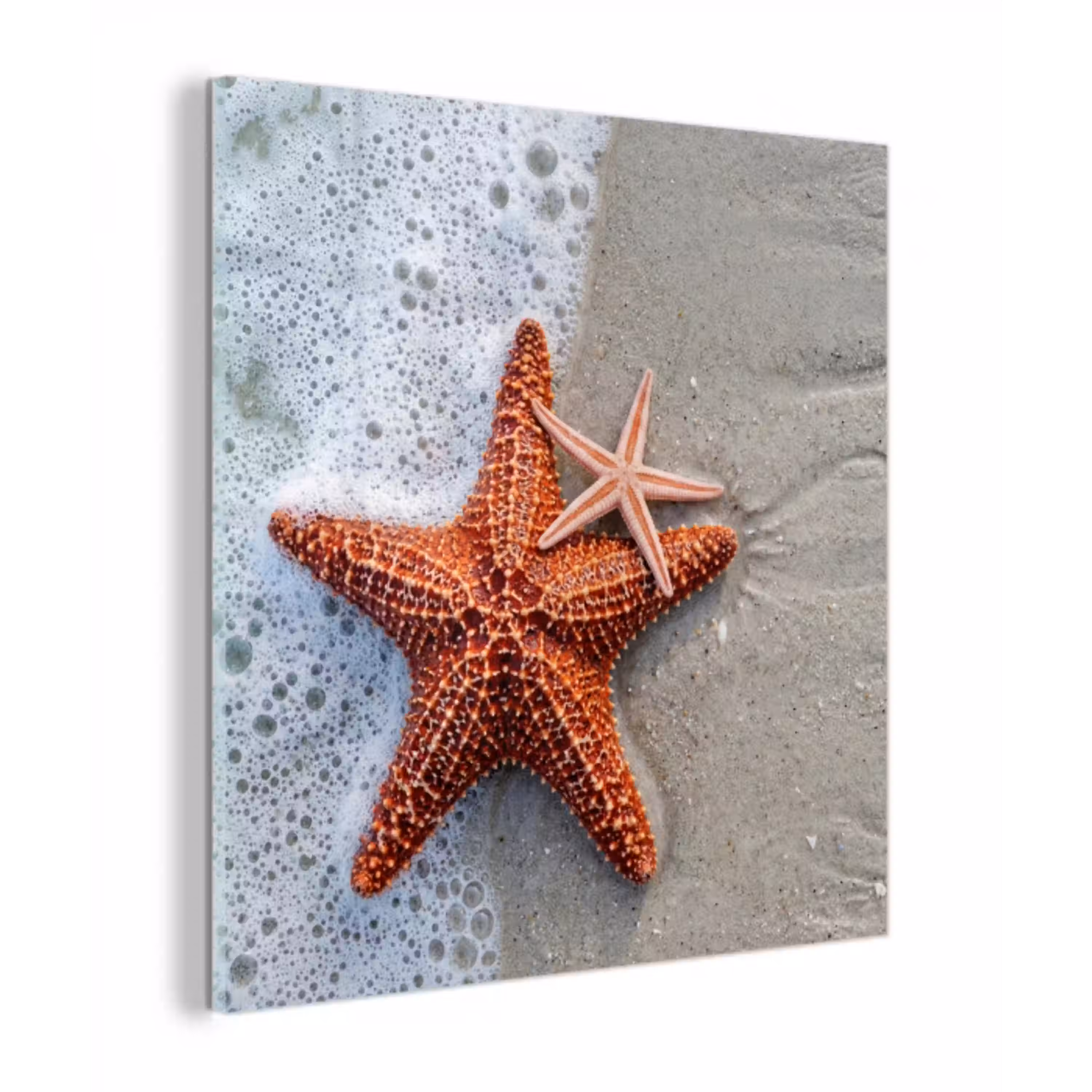 Zeester - Strand - Zee plexiglas 5mm klein -z3d