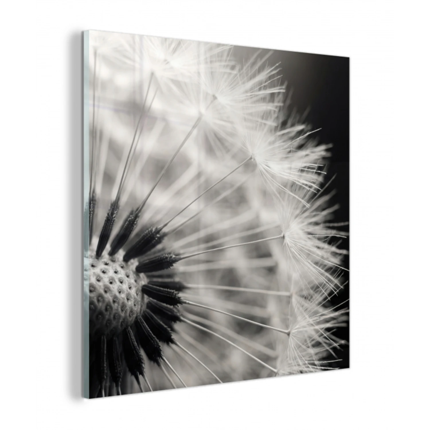 Paardenbloem - Zwart - Wit plexiglas 5mm klein -z3d