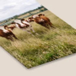 Koeien - Portret - Weide - Boerderij - Nieuwsgierig fotolijst zwart zonder passe partout klein -zsfeer6
