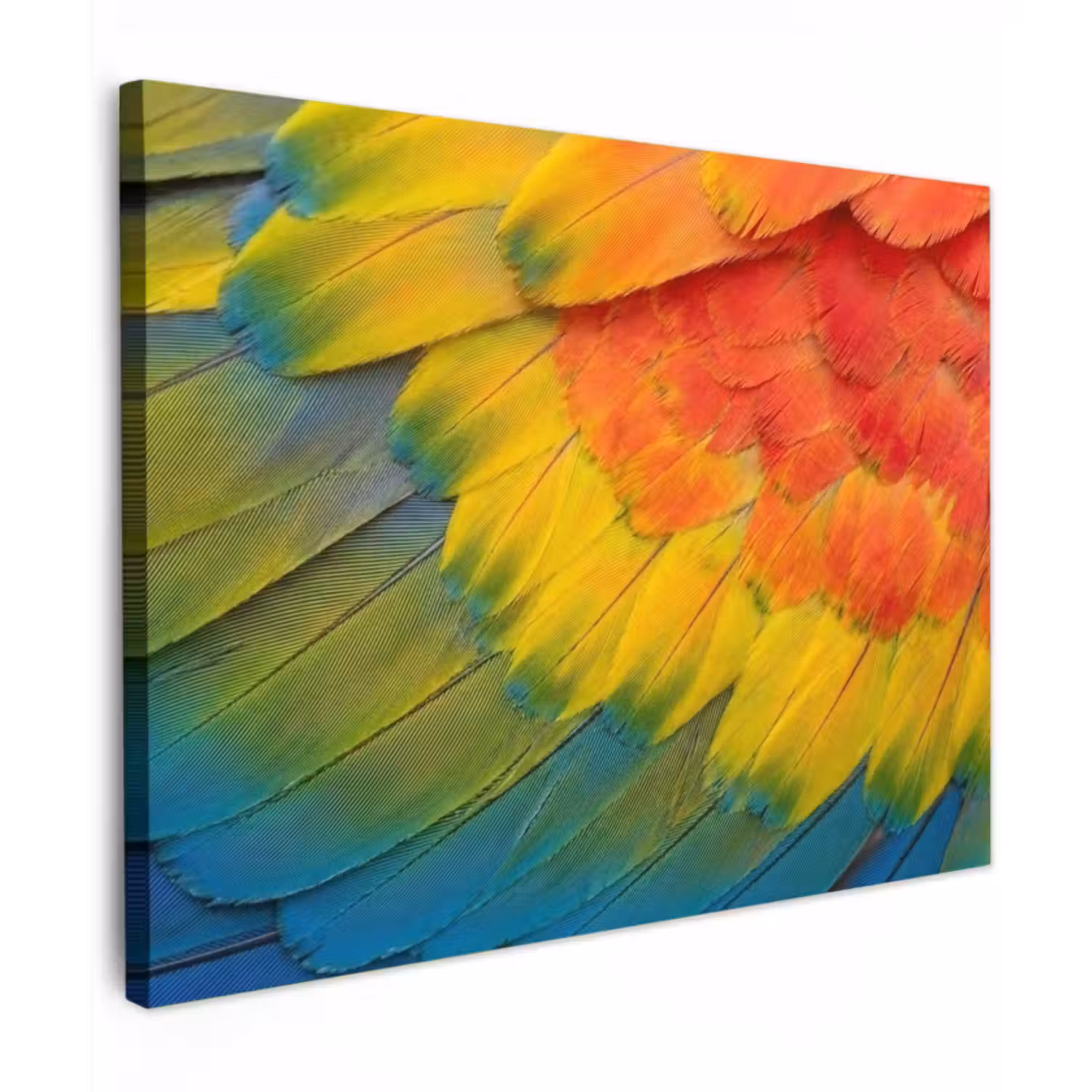 Canvas Print - Feathers - Macaw - Colorful
