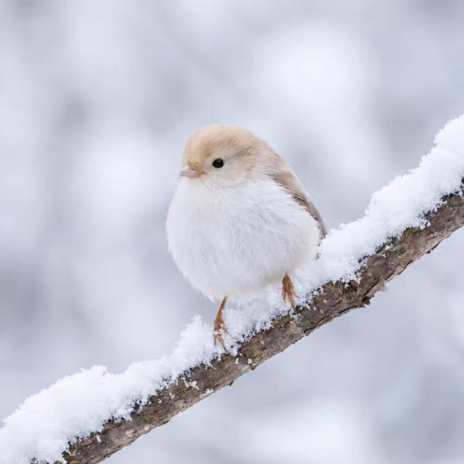 Behang - Vogeltje - Sneeuw - Tak - Winter - Zacht