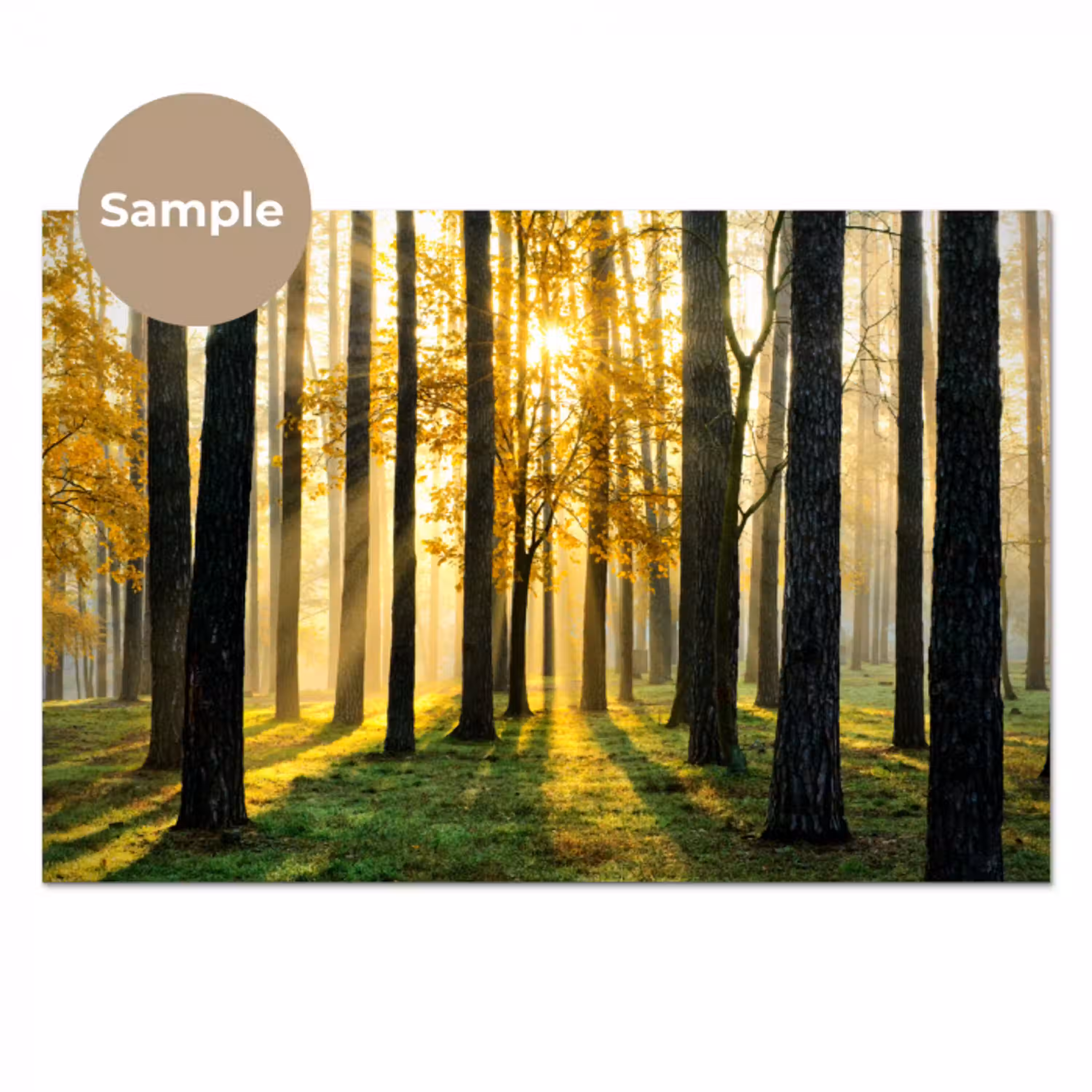 Bos - Zon - Bomen - Gras - Landschap  - Natuur keuken achterwand sample klein -3d
