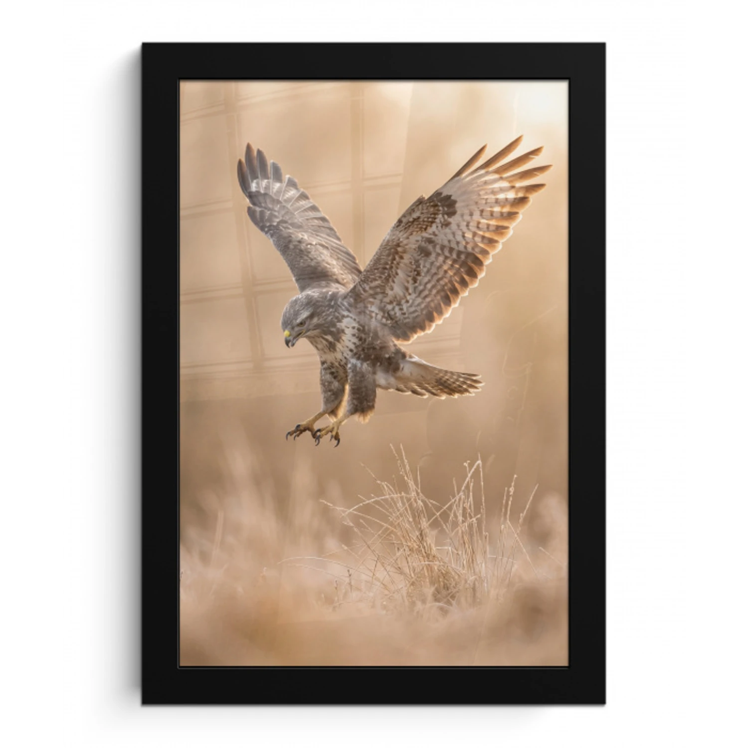Buizerd - Roofvogel - Natuur - Bruin fotolijst zwart zonder passe partout klein -3d