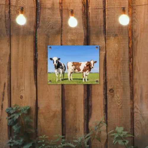Koeien - Boerderij - Gras- Natuur - Dieren tuinposter los doek klein -sfeer1