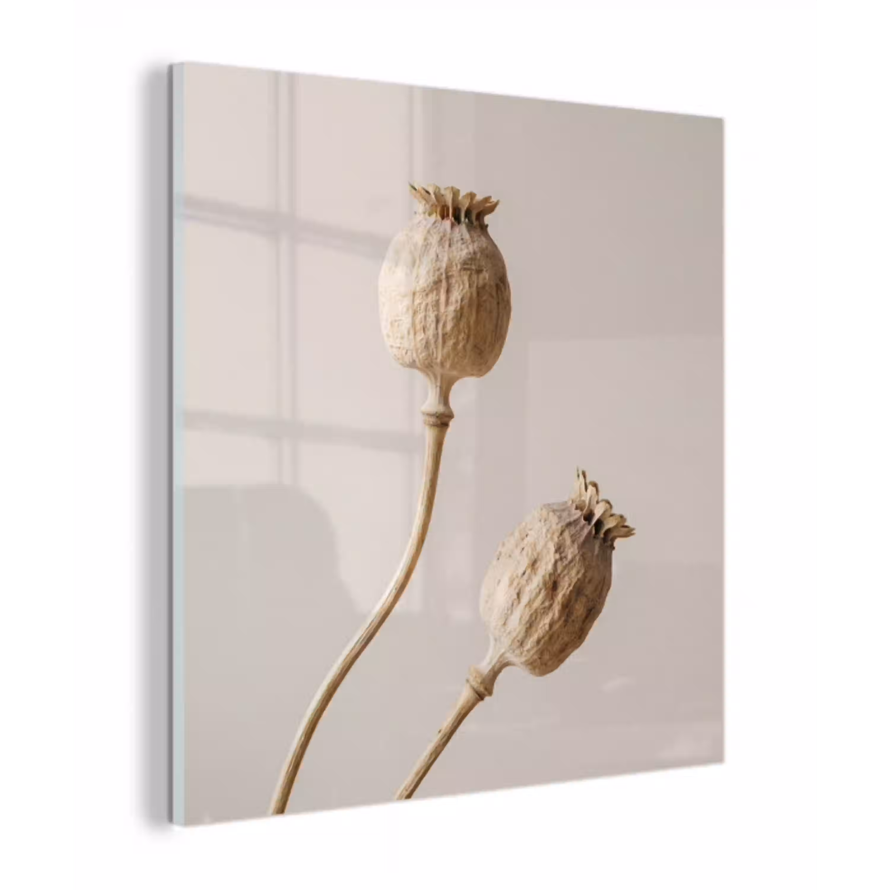 Papaverbollen - Droogbloemen - Minimalistisch - Beige - Rustig plexiglas 5mm klein -z3d
