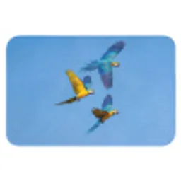 Papagaai - Vliegen - Blauw - Geel Badmat klein -3d