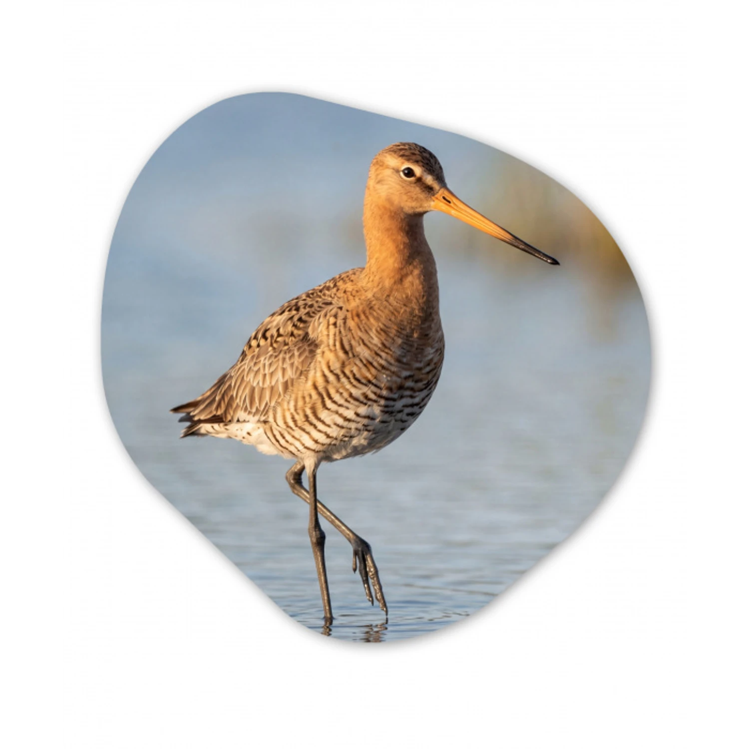 Vogel - Steltloper - Water - Natuur Wandcirkel Organisch Aluminium middel -3d