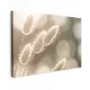 Hazestaartgras - Wit - Zonlicht Tuinposter op houten frame 2 cm dik klein -3d