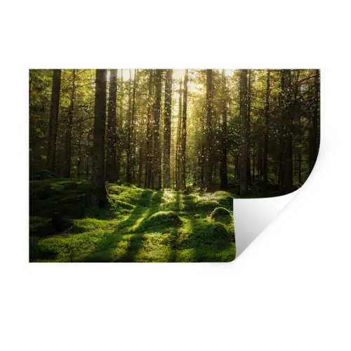 Bomen - Bos - Mos - Planten - Zon Muursticker klein -3d
