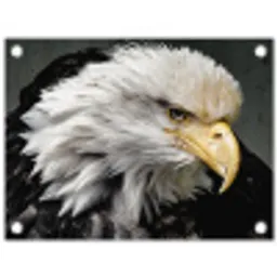 Dieren - Vogel - Adelaar tuinposter los doek klein -3d