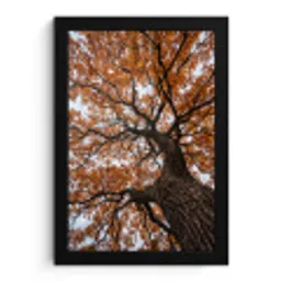 Boom - Bladerdak - Herfst - Oranje - Sfeervol fotolijst zwart zonder passe partout klein -3d