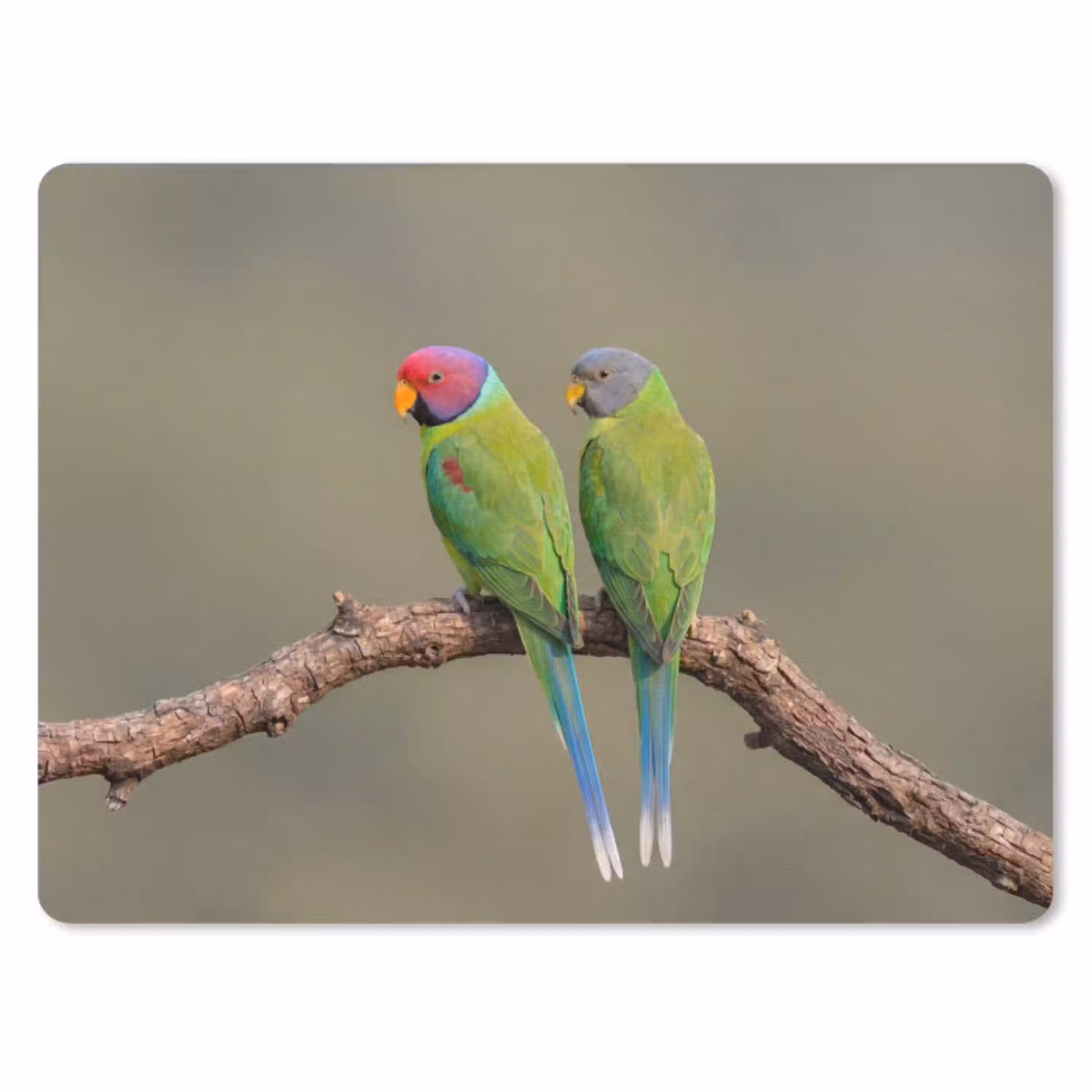 Papagaai - Tak - Natuur - Kleurrijk muismat rubber klein -3d