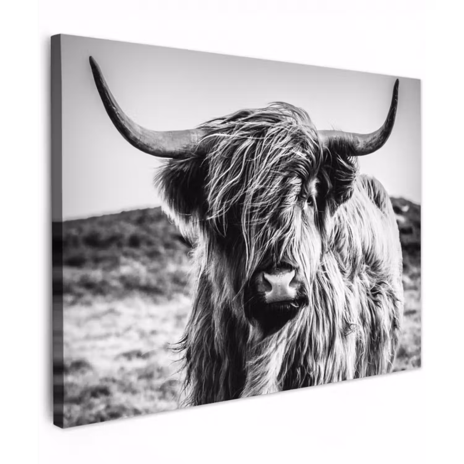 Leinwandbild - Schottischer Highlander - Natur - Kuh - Schwarz - Weiß
