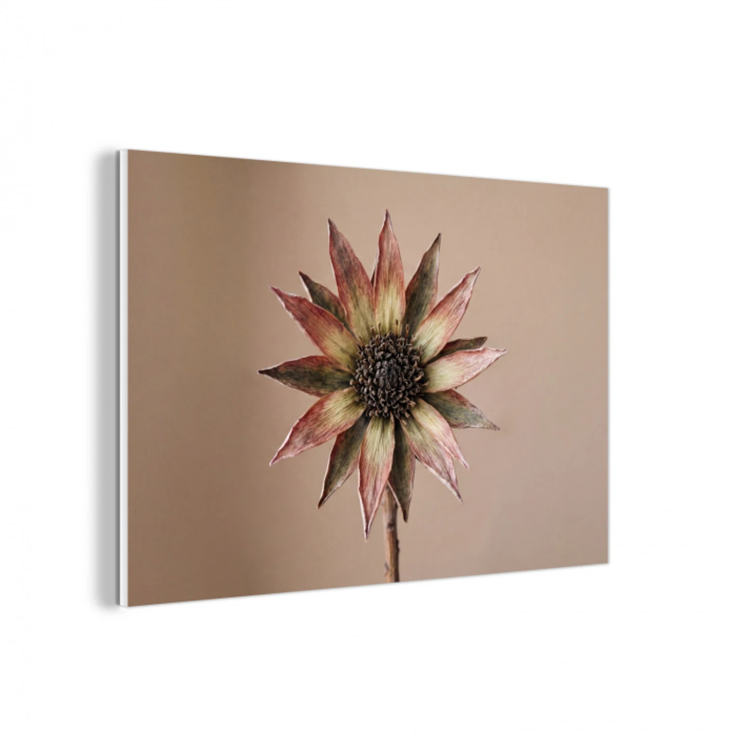 Droogbloem - Protea - Vintage - Beige - Rustiek forex 5mm xxl -3d