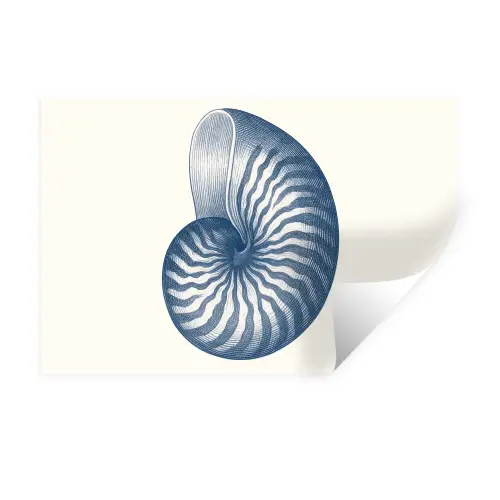 Blauw - Schelp - Spiraal Muursticker klein -3d