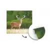 Hert - Gewei - Gras - Natuur - Dieren - Groen fotobehang vinyl groot -3d