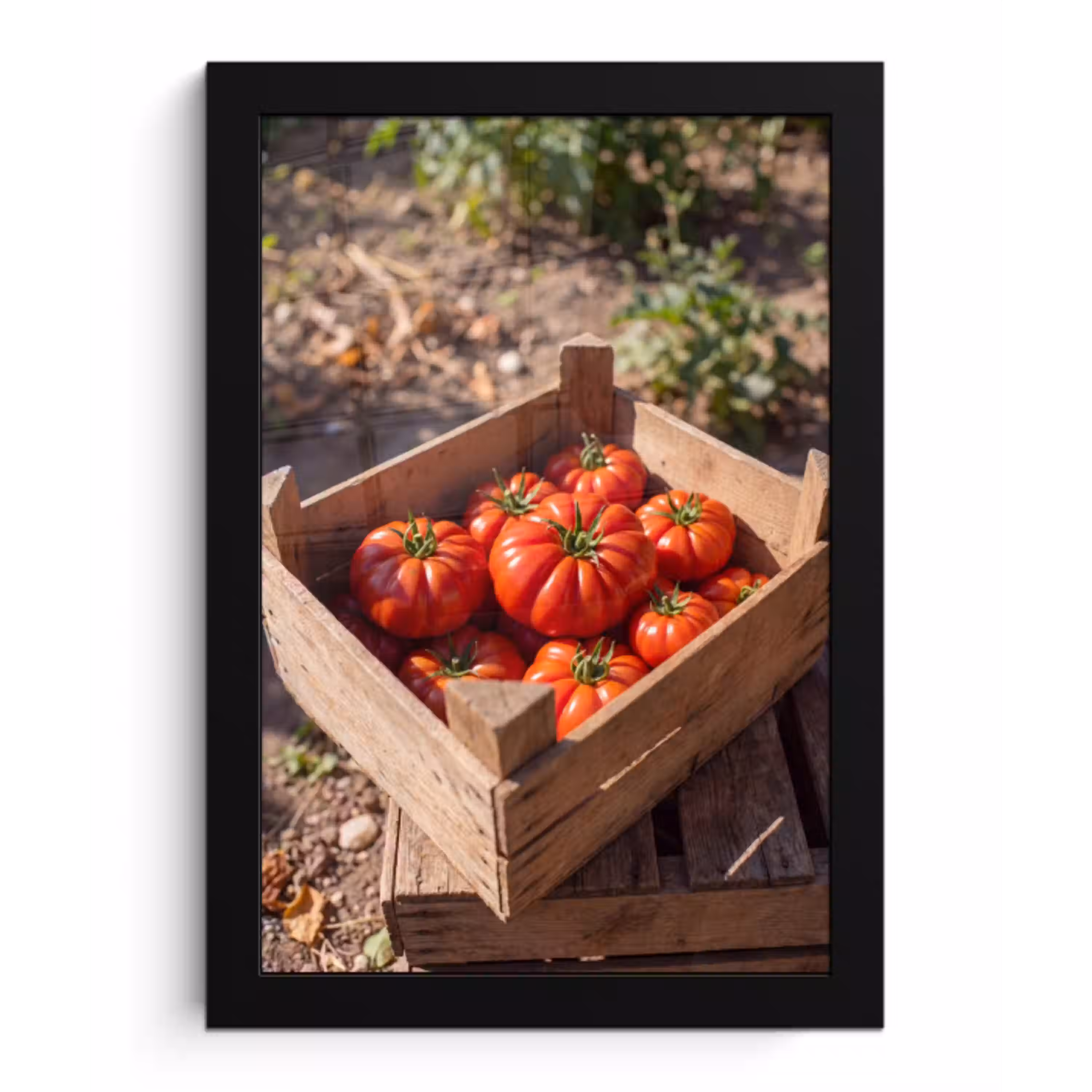 Tomaat - Houten - Kist fotolijst zwart zonder passe partout klein -3d