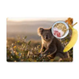 Koala - Bladeren - Ochtendlicht Placemat vinyl groot -zzzproduct_Kitchenyeah-website