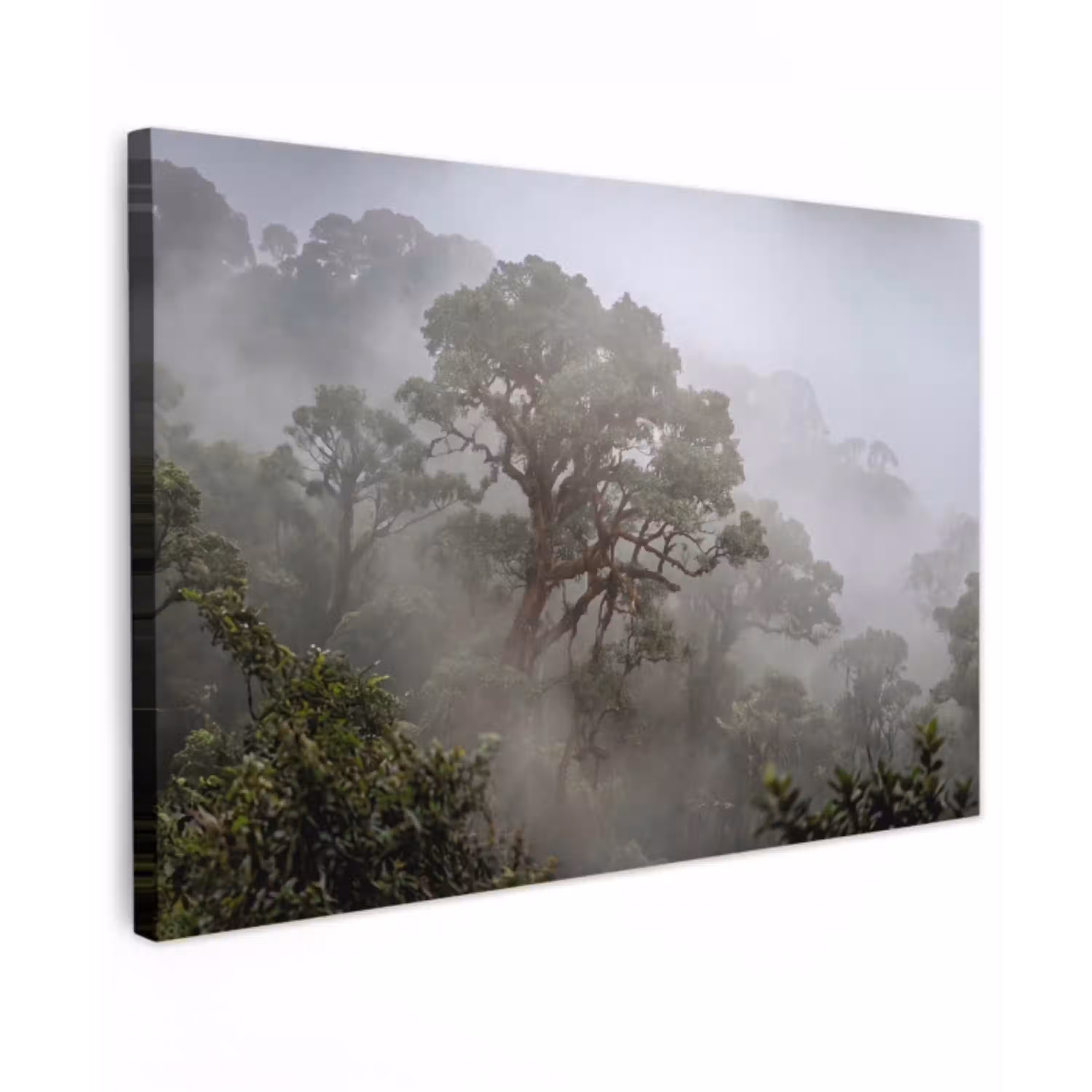 Boom - Mistig - Bos - Groen - Natuur canvas 2cm klein -z3d