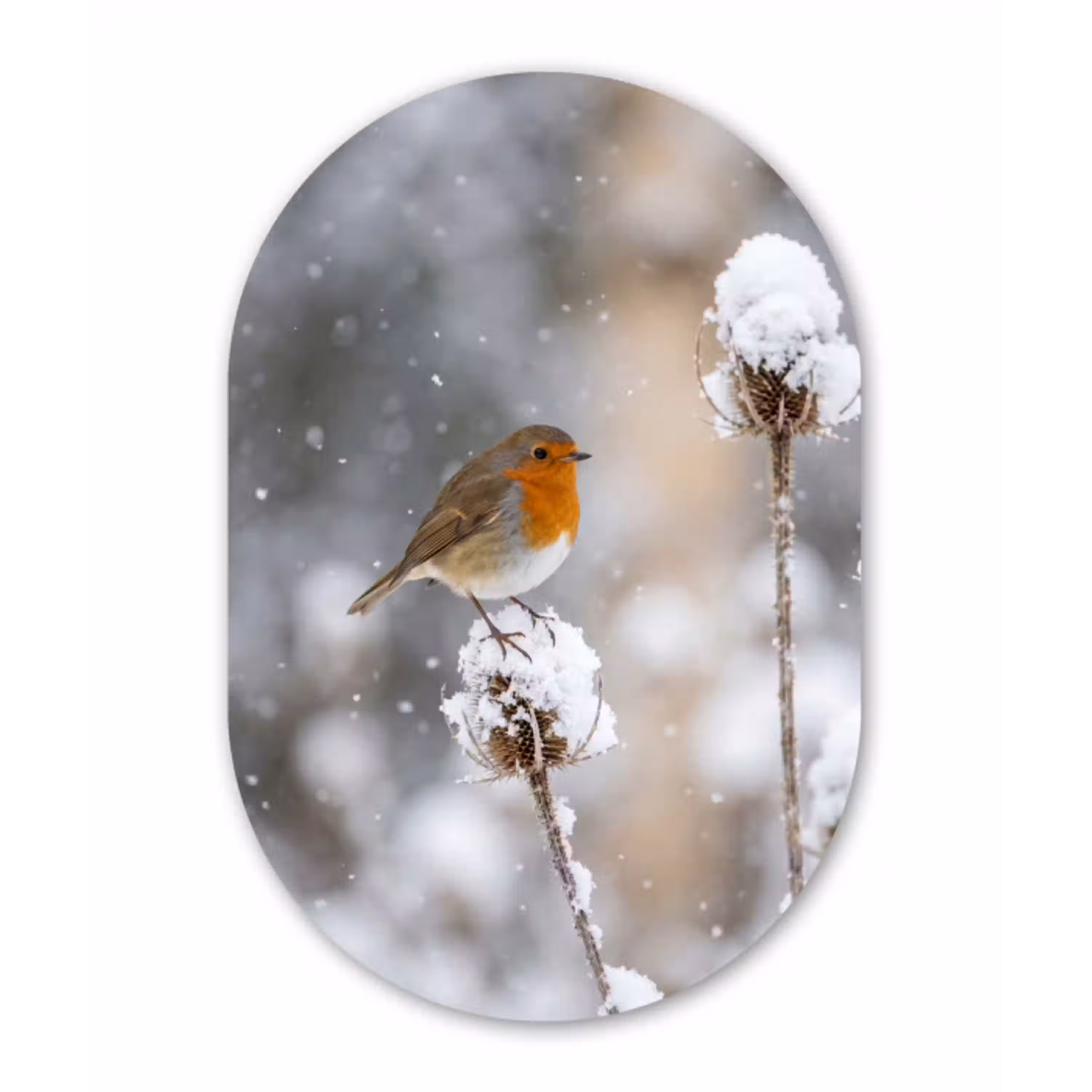 Roodborstje - Gedroogde bloem - Sneeuw - Winter - Vertederend Wandcirkel Ovaal Aluminium middel -3d