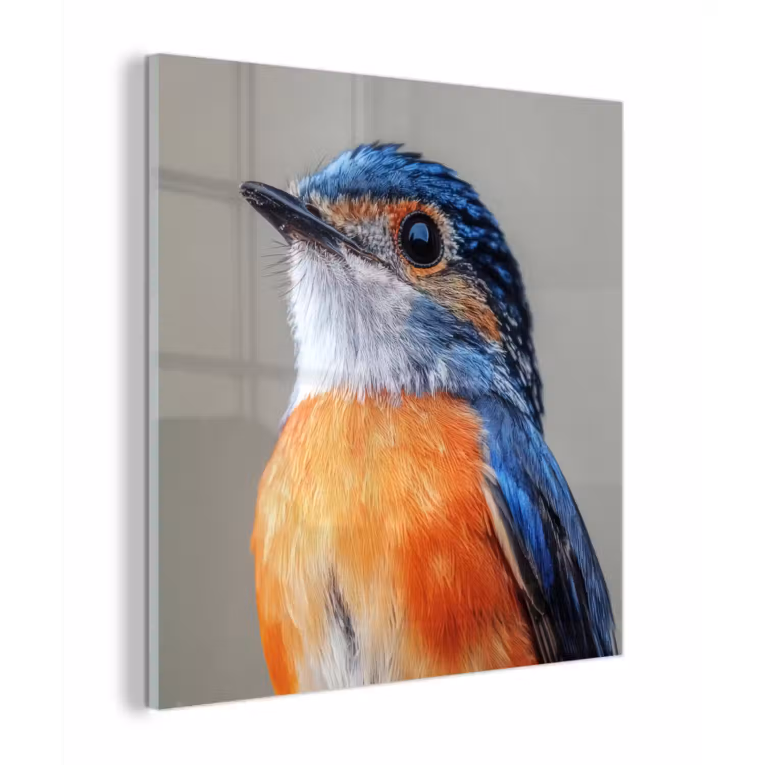 Glas schilderij - Kleurrijk - Vogeltje - Veren - Blauw