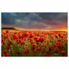 Zonsondergang - Klaprozen - Rood - Bloemen - Veld - Natuur poster papier klein -3d
