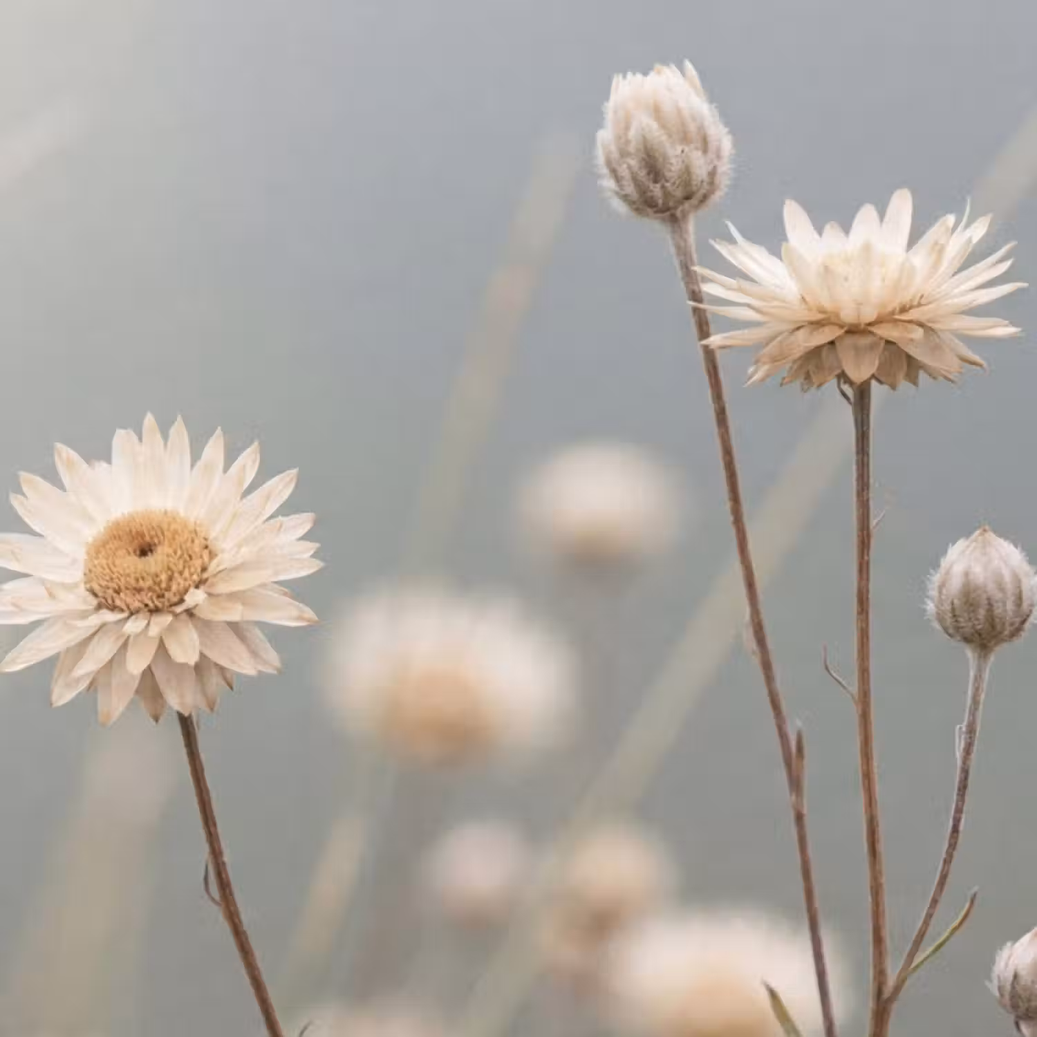 Behang - Strobloemen - Wit - Daglicht