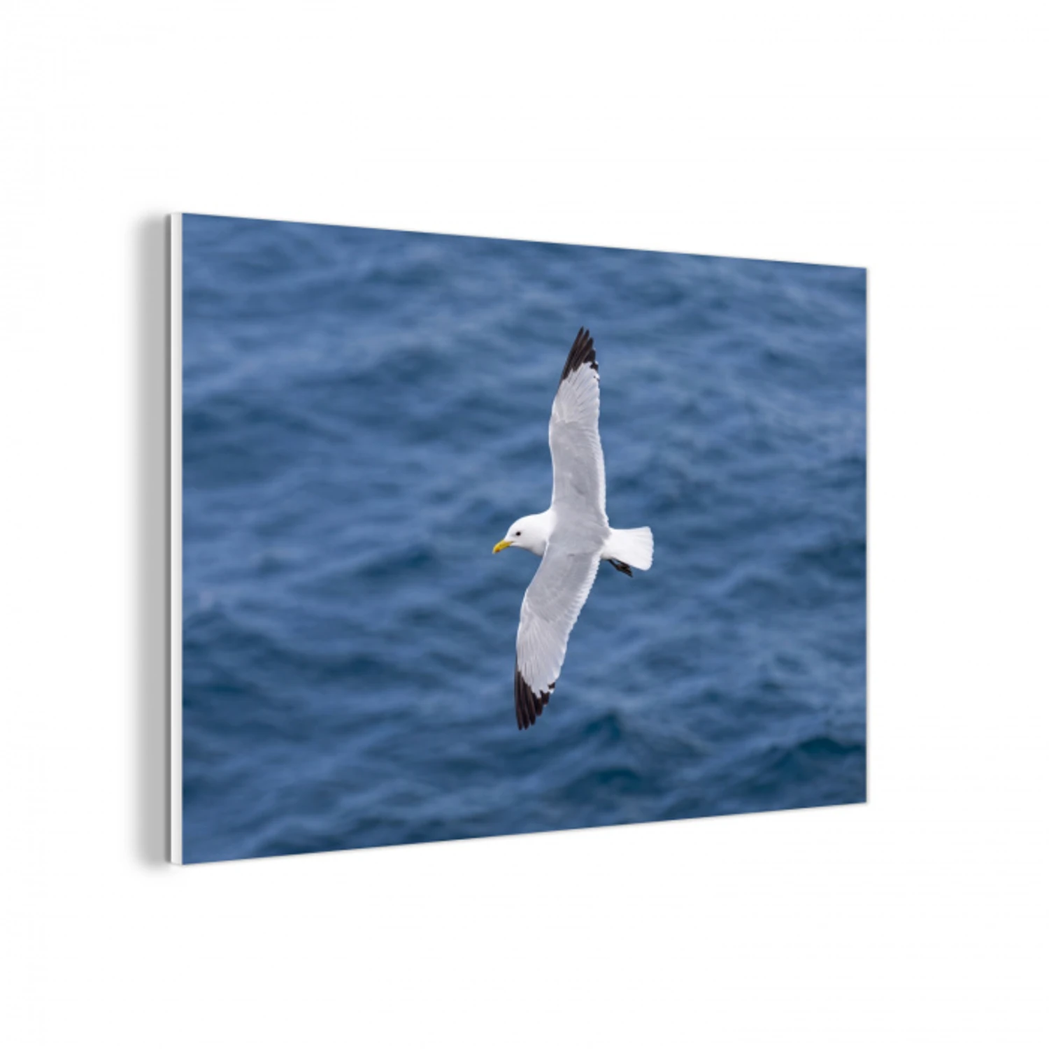Zeemeeuw - Oceaan - Blauw forex 5mm xxl -3d