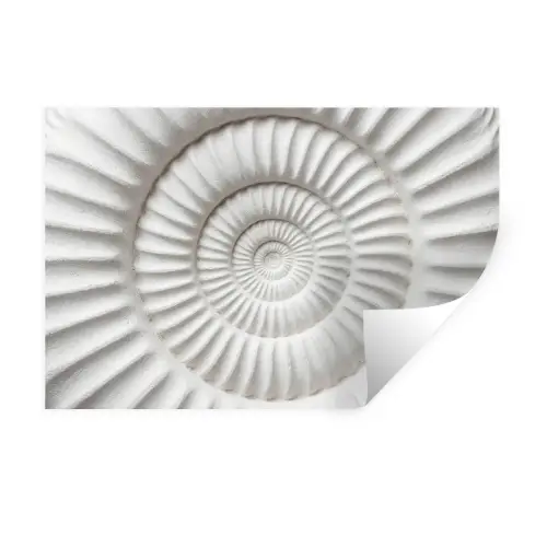 Schelp - Spiraal - Wit Muursticker klein -3d
