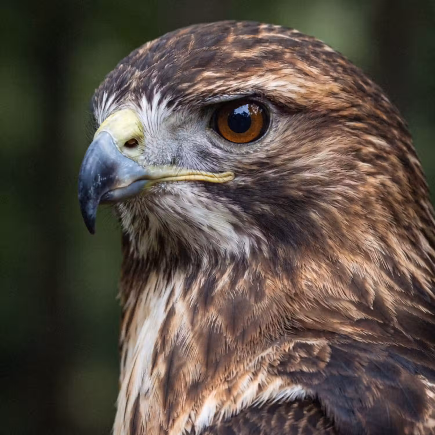 Behang - Buizerd - Roofvogel - Natuur - Bruin