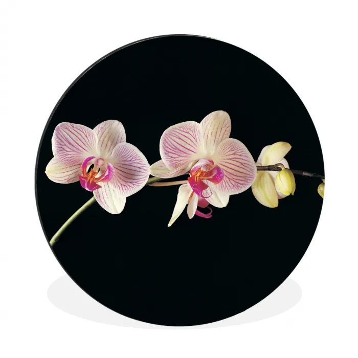 Orchidee - Bloemen - Zwart - Roze - Knoppen Wandcirkel aluminium klein -3d